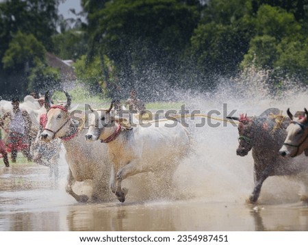 Bulls running on water logged farm land during cattle race called MOICHARA in West Bengal. Pair of ox or bulls tied together and riding is done by farmers. Unique cultural tradition.