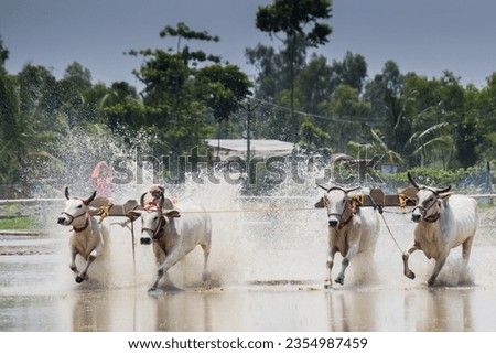Bulls running on water logged farm land during cattle race called MOICHARA in West Bengal. Pair of ox or bulls tied together and riding is done by farmers. Unique cultural tradition.