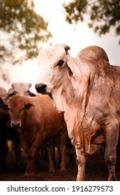 The bulls in the yards on a remote cattle station in Northern Territory, Australia