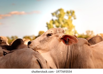 The bulls in the yards on a remote cattle station in Northern Territory in Australia at sunrise.
