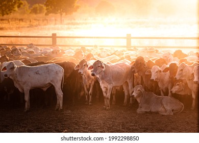 The Bulls In The Yards On A Remote Cattle Station In Northern Territory In Australia At Sunrise.