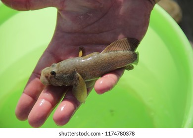 Bull-sander (Neogobius Fluviatilis) In The Bucket
