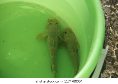 Bull-sander (Neogobius Fluviatilis) In The Bucket
