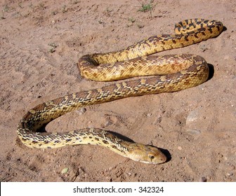 Bullsnake Wide