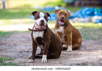 Pitboo Images, Stock Photos & Vectors | Shutterstock