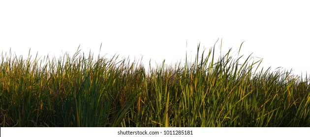 Bulrush  Cattail 