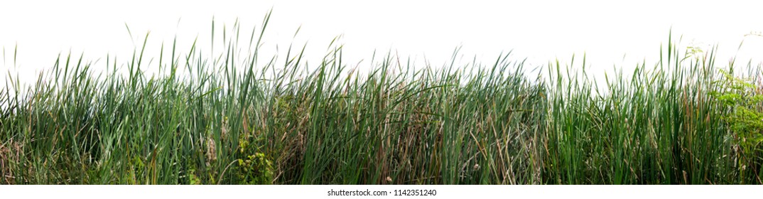 Bulrush, Cattail, Cat-tail, Elephant grass, Flag, Narrow-leaved Cat-tail, Narrowleaf cattail, Lesser reedmace, Reedmace tule , isolate on white background .