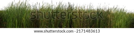 Bulrush, Cattail, Cat-tail, Elephant grass  Narrow-leaved Cat-tail, Narrowleaf cattail, Lesser reedmace, Reedmace tule with clipping path and alpha channel