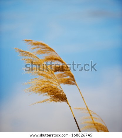 Image, Stock Photo windbreaker Grass Field