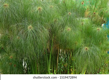  Bulrush Paper Reed Cyperus Papyrus 