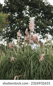 Plantas celulosa con polvo