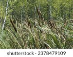 Bulrush plant growth bogside, sunlit, birch forest trees in background