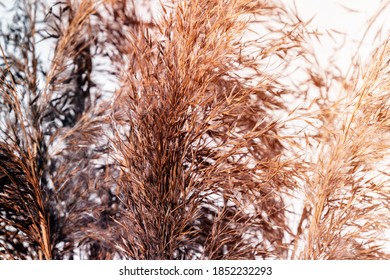 Plantas celulosa aisladas en