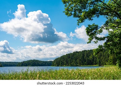 Bulrush plants growing on the coast of Asveja lake surrounded by forest. Longest lake in Lithuania located in Asveja Regional Park. Summer season waterscape scenery landscape. - Shutterstock ID 2253022043