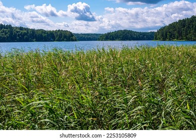 Bulrush plants growing on the coast of Asveja lake surrounded by forest. Longest lake in Lithuania located in Asveja Regional Park. Summer season waterscape scenery landscape. - Shutterstock ID 2253105809