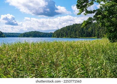 Bulrush plants growing on the coast of Asveja lake surrounded by forest. Longest lake in Lithuania located in Asveja Regional Park. Summer season waterscape scenery landscape. - Shutterstock ID 2253771563