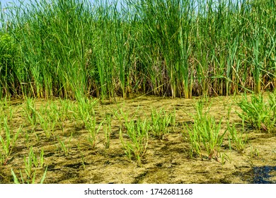 Plantas celulosa que crecen