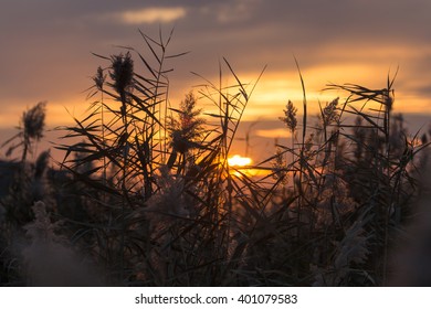 bulrush at sunset