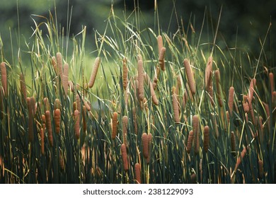 Bulrushes, or cattails, on a sunny day.