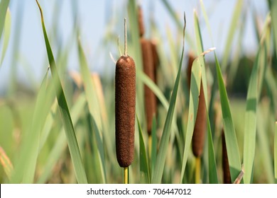 Bulrushes, or cattails, on a sunny day in Dutch wetlands