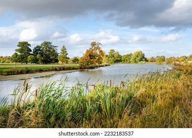 Bulrushes (reeds) next to a lake in English countryside, Aylesbury Vale, Buckinghamshire, UK