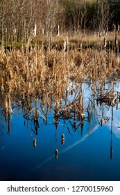 Bulrushes Reflected In Very Still Pond Water Showing A Deep Blue Sky Overhead