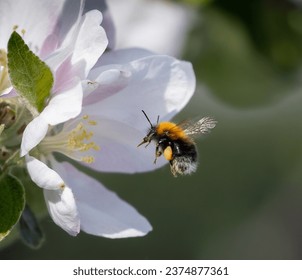 A bumble bee is approaching apple tree blossom.