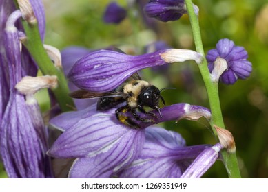 Bumble Bee (Bombus Sp.) Stealing Nectar From Blossom Of Hosta (Hosta Sp.); Bee Is Sipping Nectar Through A Slit That It Or Another Bee Has Cut In The Flower Tube, Rather Than Crawling Into The Flower 