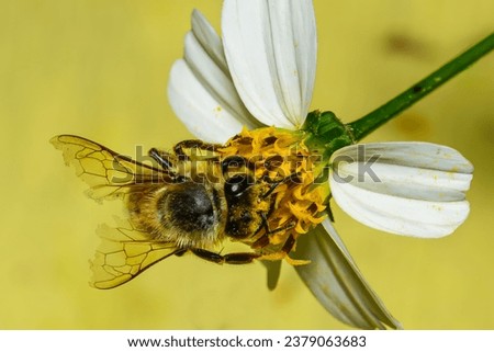 bumble bee with broken wings on yellow flower gathering pollen