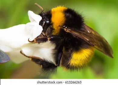 Bumble Bee Close Up