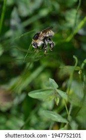 Bumble Bee Close Up, Macro, Bee On A Plant In Nature