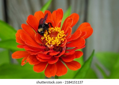 Bumble bee collecting pollen on a red Zinnia flower - Powered by Shutterstock