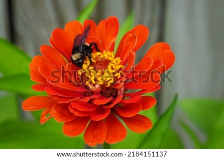 Bumble bee collecting pollen on a red Zinnia flower