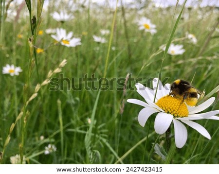 A bumble bee collecting pollen in a wild flower meadow of daisies 