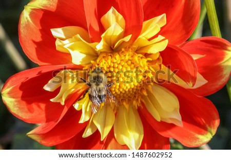 Bumble bee in a Dahlia Pooh Flower
