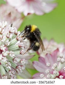 Bumble Bee Eating From A Pink Flower.
The Background Is Green And Pink.