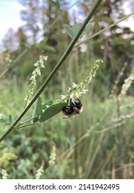 Bumble Bee Enjoying Natures Bounty