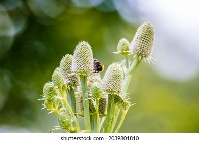 A Bumble Bee Explores A Teasel Flower Head In A Garden In Sussex, UK In Summertime