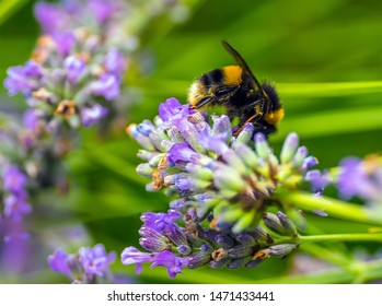 A Bumble Bee Extracting Pollen On A Lavendar Flower In A Garden In Market Harborough, UK In Summertime