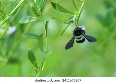 Bumble bee feeding on a flower in a garden.
