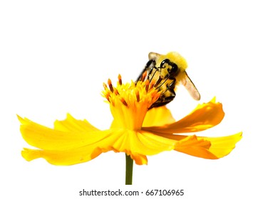 Bumble Bee Feeding On Nectar Form A Yellow Cosmos Flower On White Background