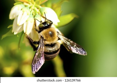 A bumble bee feeds on blueberry blooms.