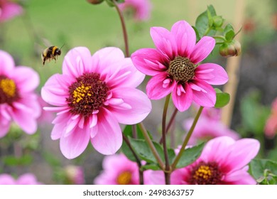 A bumble bee flies towards the Pink and purple collarette Dahlia ‘Skyfall’ in flower.