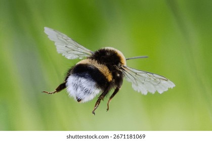 A bumble bee in flight.