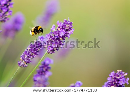 A bumble bee in flight towards a lavender flower