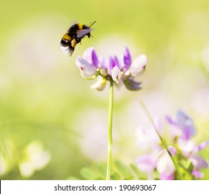 Bumble Bee Flying On Flower