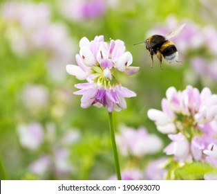 Bumble Bee Flying On Flower