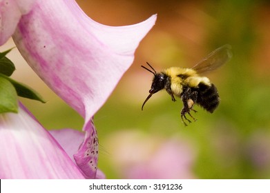 Bumble Bee And A Foxglove