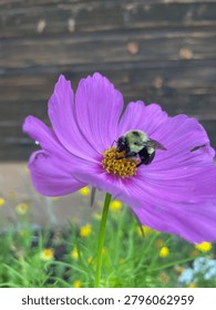 Bumble bee getting nectar on cosmos flower