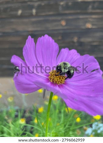 Bumble bee getting nectar on cosmos flower